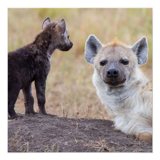 Hyena mit einer jungen poster (Vorderseite)