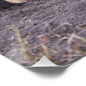 Hyena mit einer jungen poster (Ecke)