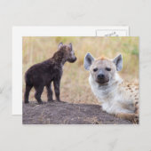 Hyena mit einer jungen postkarte (Vorne/Hinten)