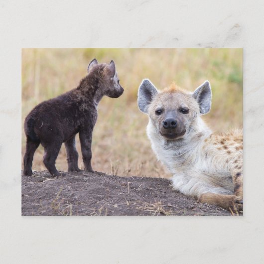Hyena mit einer jungen postkarte (Vorderseite)