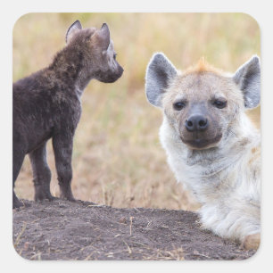 Hyena mit einer jungen quadratischer aufkleber