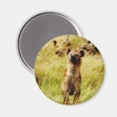 Hyena mit wildebester (gnu) Magnet (Vorderseite/Rückseite)