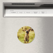 Hyena mit wildebester (gnu) Magnet (In Situ (Geschirrspüler))