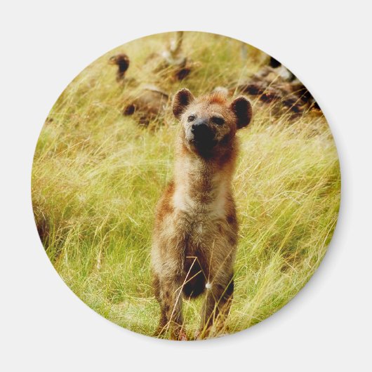 Hyena mit wildebester (gnu) Magnet (Vorne)