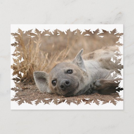 Hyena Picture Postcard Postkarte (Vorderseite)