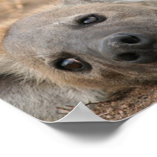 Hyena Picture Poster (Ecke)