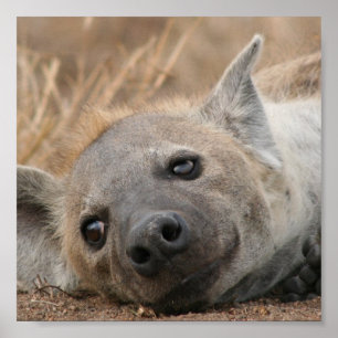 Hyena Picture Poster