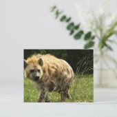 Hyena Postcard Postkarte (Stehend Vorderseite)