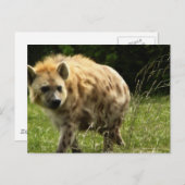 Hyena Postcard Postkarte (Vorne/Hinten)