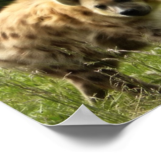 Hyena Poster Print (Ecke)