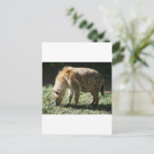 Hyena Postkarte (Stehend Vorderseite)