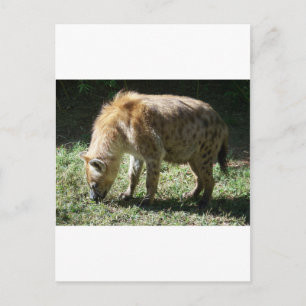 Hyena Postkarte