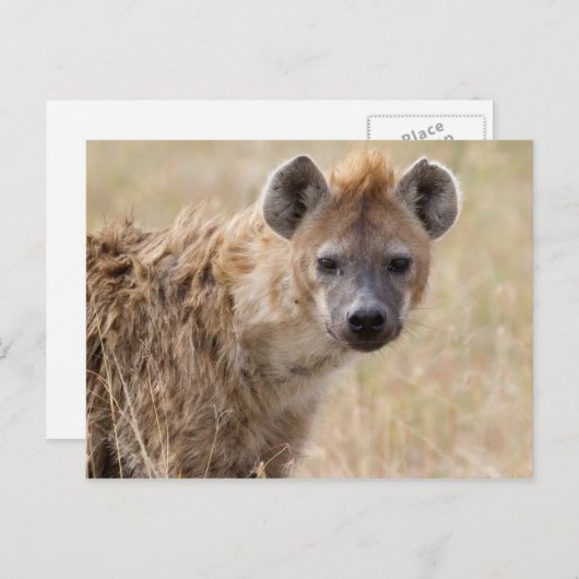 Hyena Postkarte (Vorne/Hinten)
