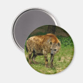 Hyena Prowl Magnet (Vorderseite/Rückseite)