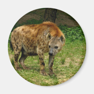 Hyena Prowl Magnet