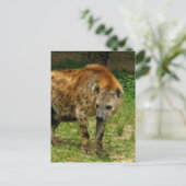 Hyena Prowl Postcard Postkarte (Stehend Vorderseite)