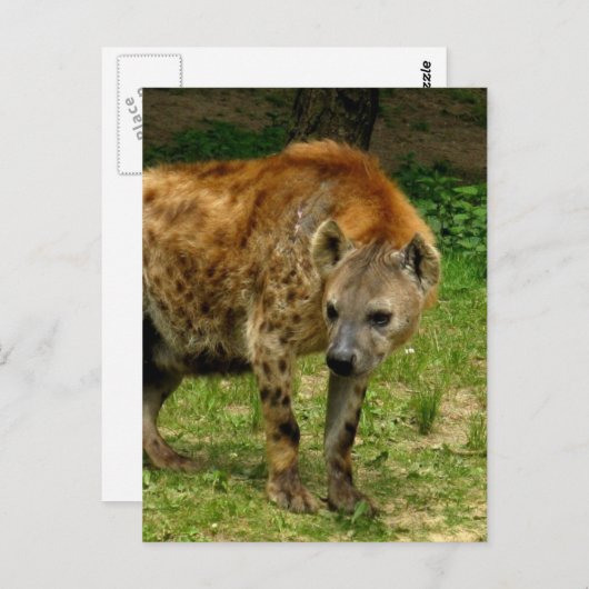 Hyena Prowl Postcard Postkarte (Vorne/Hinten)