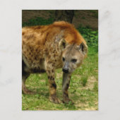 Hyena Prowl Postcard Postkarte (Vorderseite)