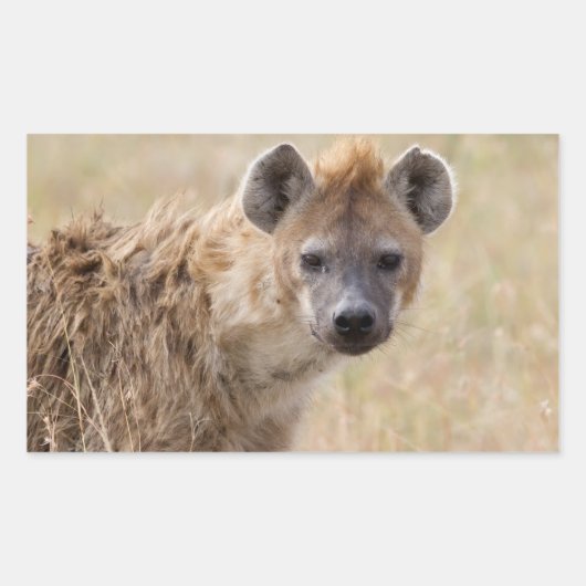 Hyena Rechteckiger Aufkleber (Vorderseite)