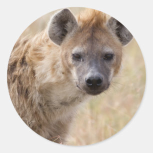 Hyena Runder Aufkleber