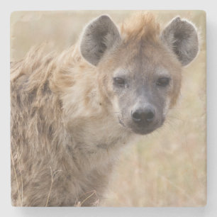 Hyena Steinuntersetzer