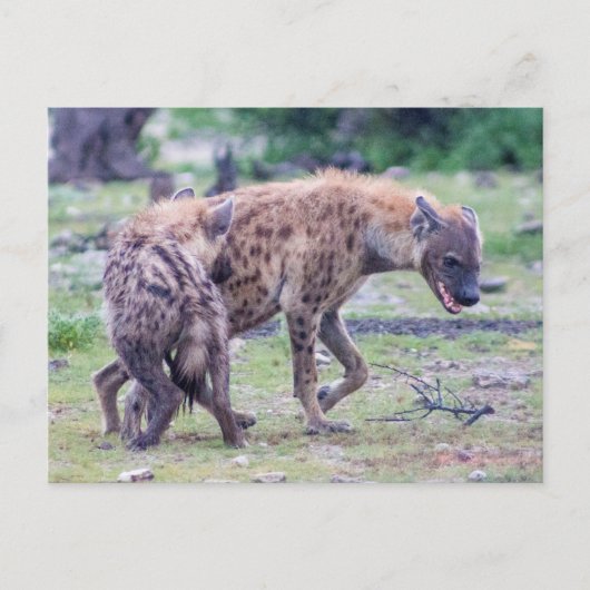 Hyena Wildlife of Africa Postkarte (Vorderseite)