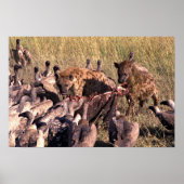 Hyenas Beute mit Geiern Poster (Vorne)