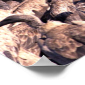 Hyenas Beute mit Geiern Poster (Ecke)