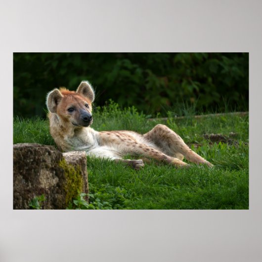 Hyenas Bliss erobert das Lächeln der Natur Poster (Vorne)