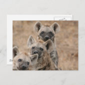 Hyenas Postcard Postkarte (Vorne/Hinten)
