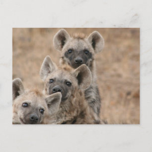 Hyenas Postcard Postkarte