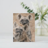 Hyenas Postcard Postkarte (Stehend Vorderseite)