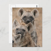Hyenas Postcard Postkarte (Vorne/Hinten)