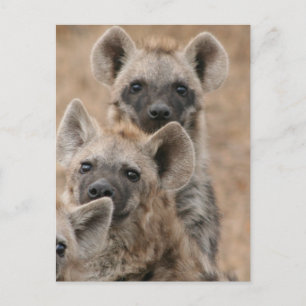 Hyenas Postcard Postkarte