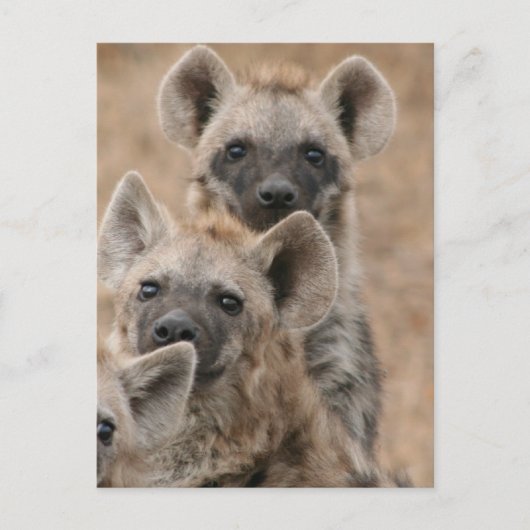 Hyenas Postcard Postkarte (Vorderseite)