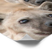 Hyenas Poster Print (Ecke)