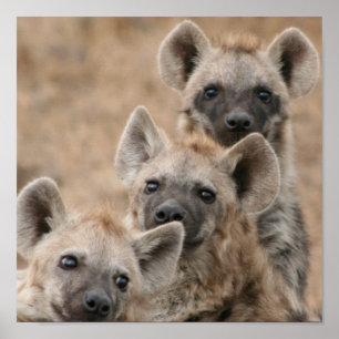 Hyenas Poster Print