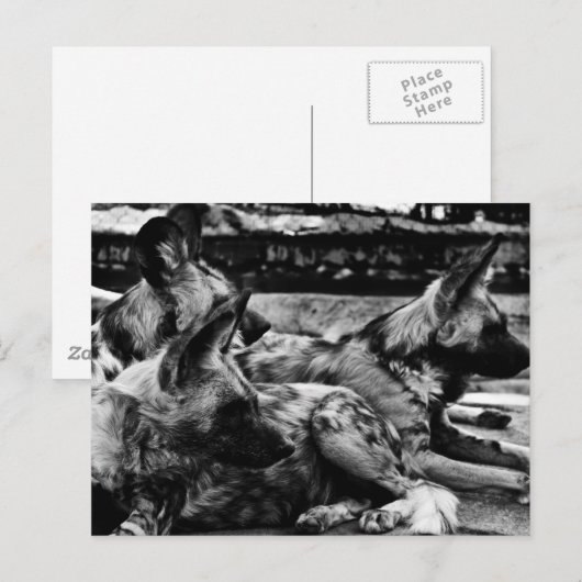 Hyenas Postkarte (Vorne/Hinten)