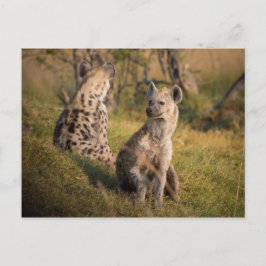 Hyenas Postkarte