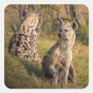 Hyenas Quadratischer Aufkleber