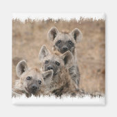 Hyenas Square Magnet (Vorne)