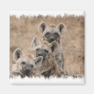 Hyenas Square Magnet