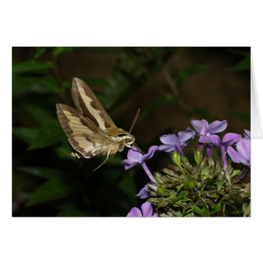 Hyles gallii (Vorderseite (Horizontal))