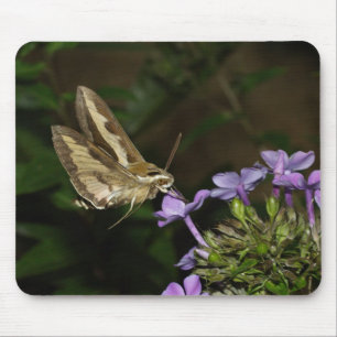 Hyles gallii mousepad