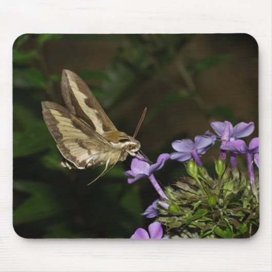 Hyles gallii mousepad (Vorne)