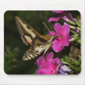 Hyles gallii mousepad (Vorne)