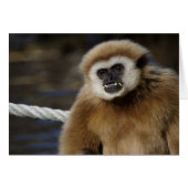 Hylobate ln (Vorderseite (Horizontal))