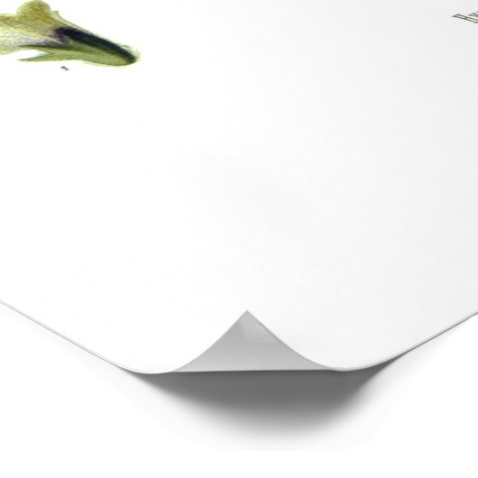 Hyoscyamus niger (Schwarzer Henbane) Poster (Ecke)