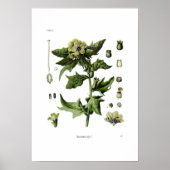 Hyoscyamus niger (Schwarzer Henbane) Poster (Vorne)