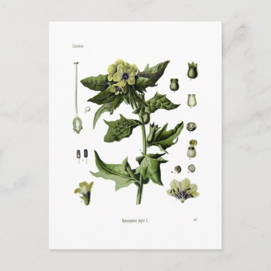 Hyoscyamus niger (Schwarzer Henbane) Postkarte (Vorderseite)